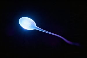 Ile żyje plemnik? Kluczowe informacje o ich żywotności
